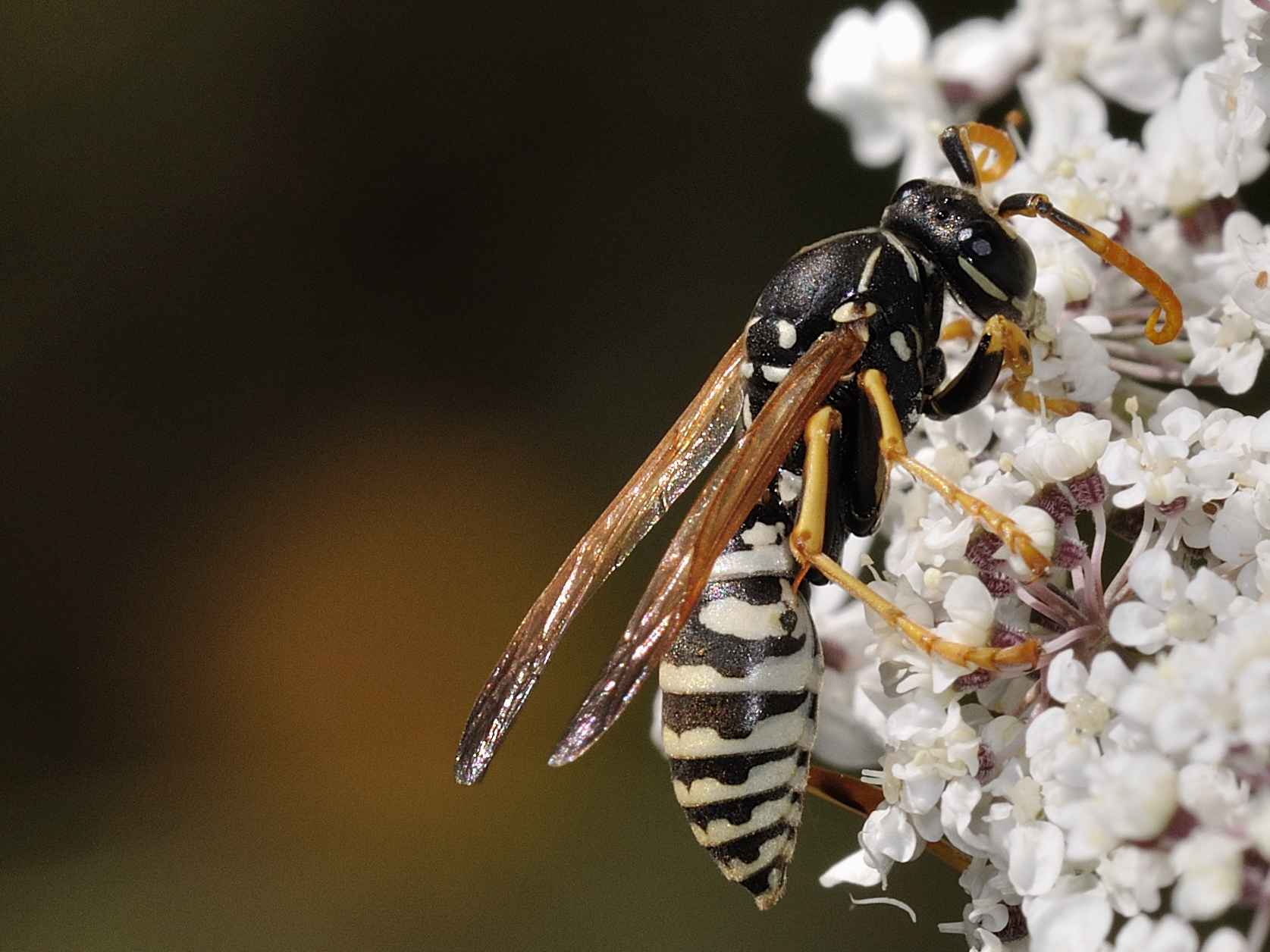 Polistes dominulus